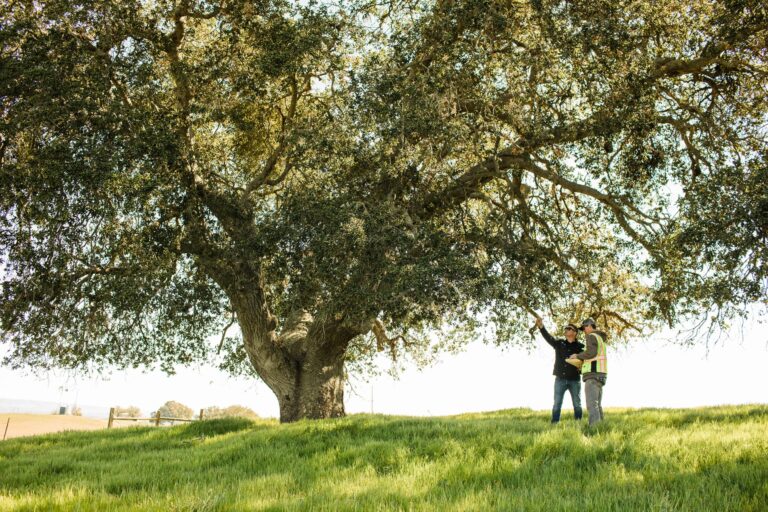 Two people appraising large tree while under the canopy.
