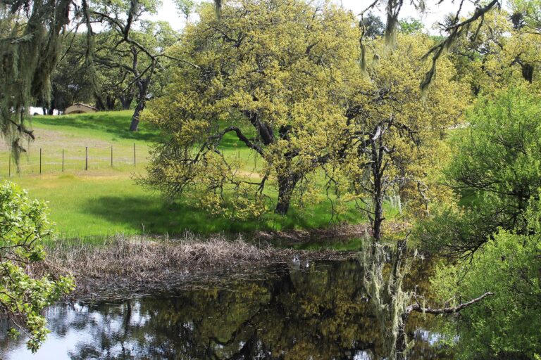 Trees reflected in a pond beside a grassy bank near Atascadero, California.