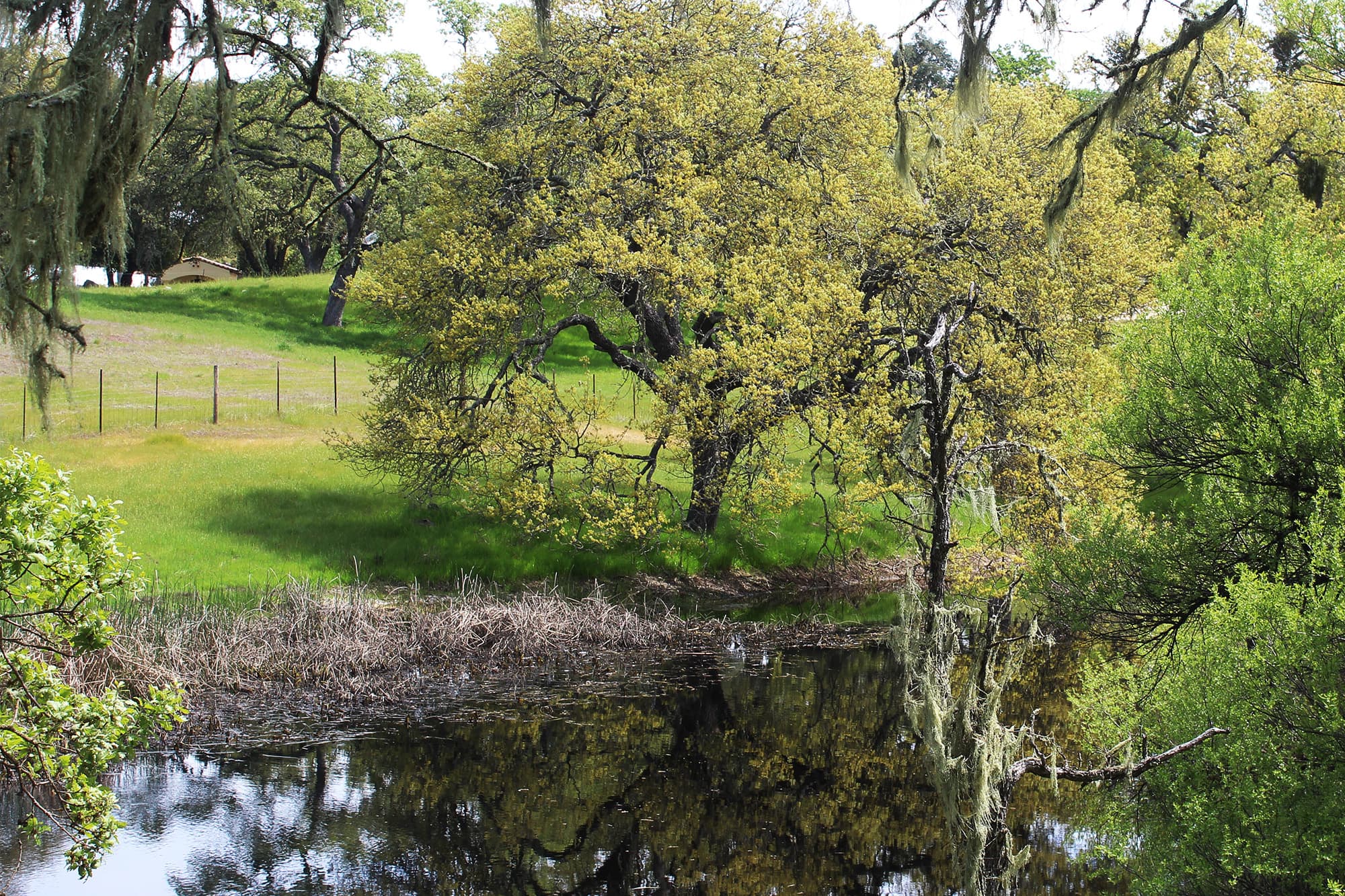 Trees reflected in a pond beside a grassy bank near Atascadero, California.