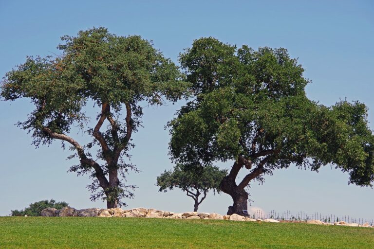 Live oak trees with spreading canopies beside a lawn and low stone border near Paso Robles California.