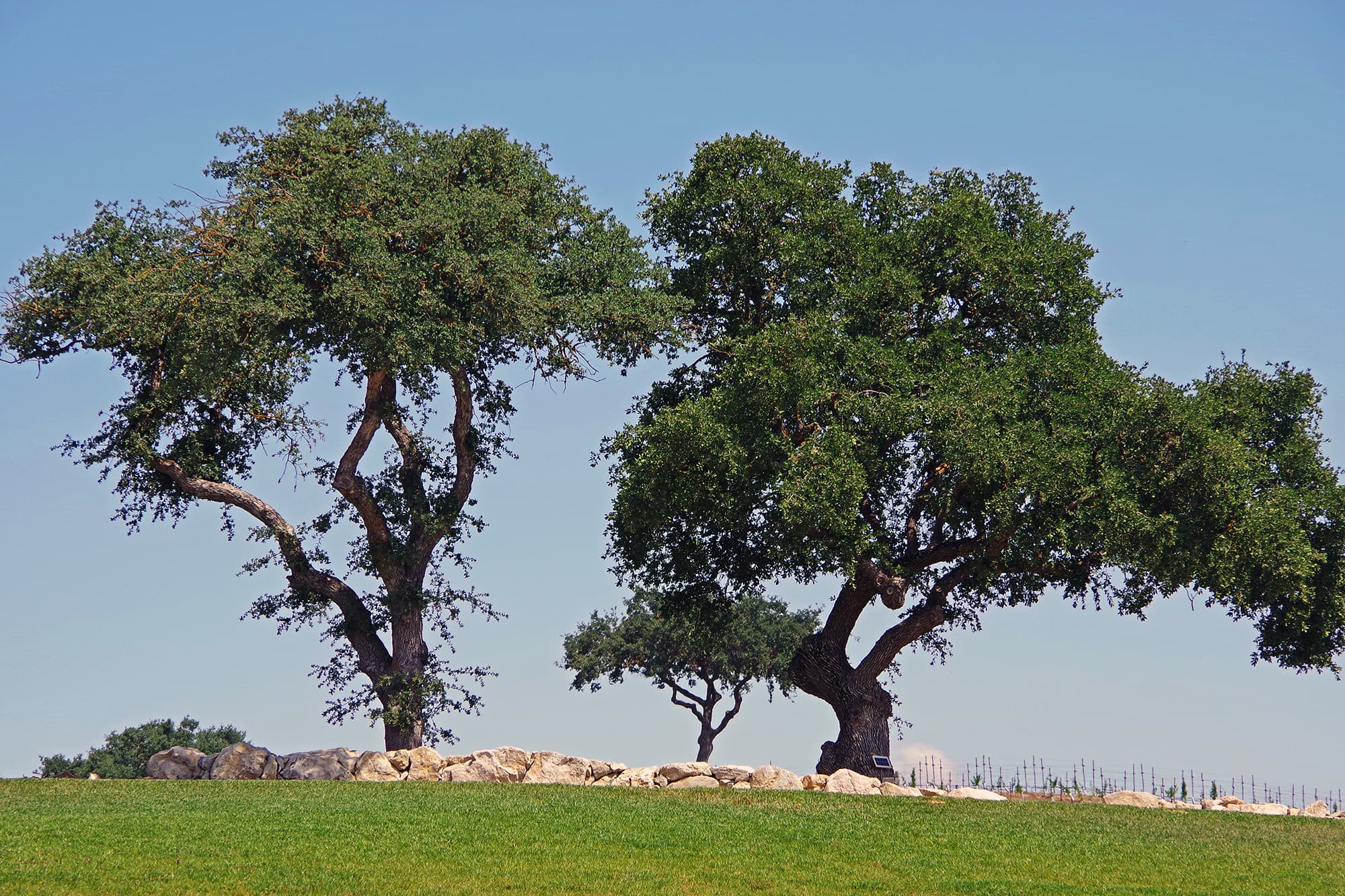 Live oak trees with spreading canopies beside a lawn and low stone border near Paso Robles California.
