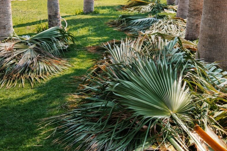 Cut palm fronds piled on grass beneath palm trees after pruning.