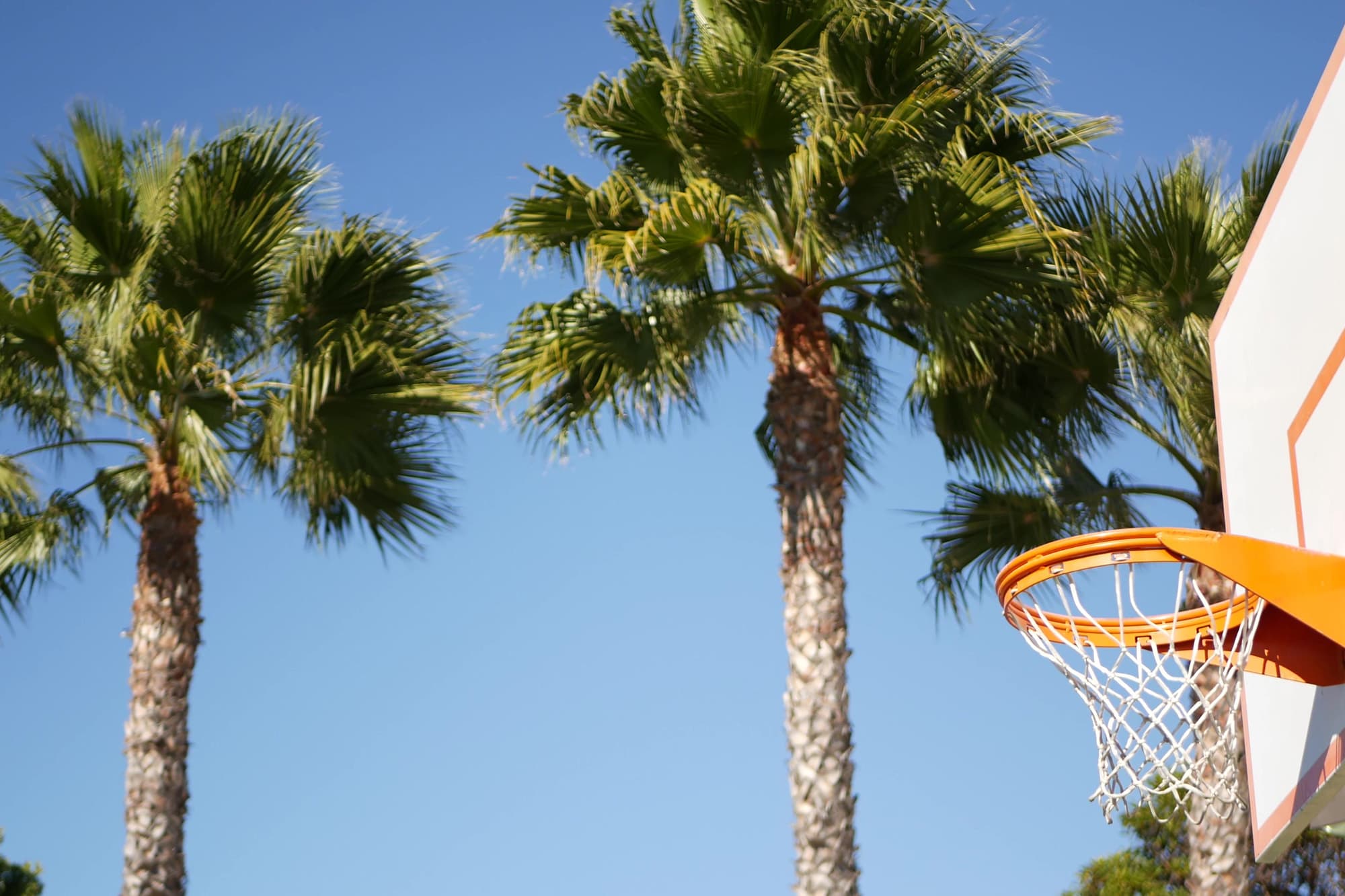 Palm trees beside a basketball hoop.