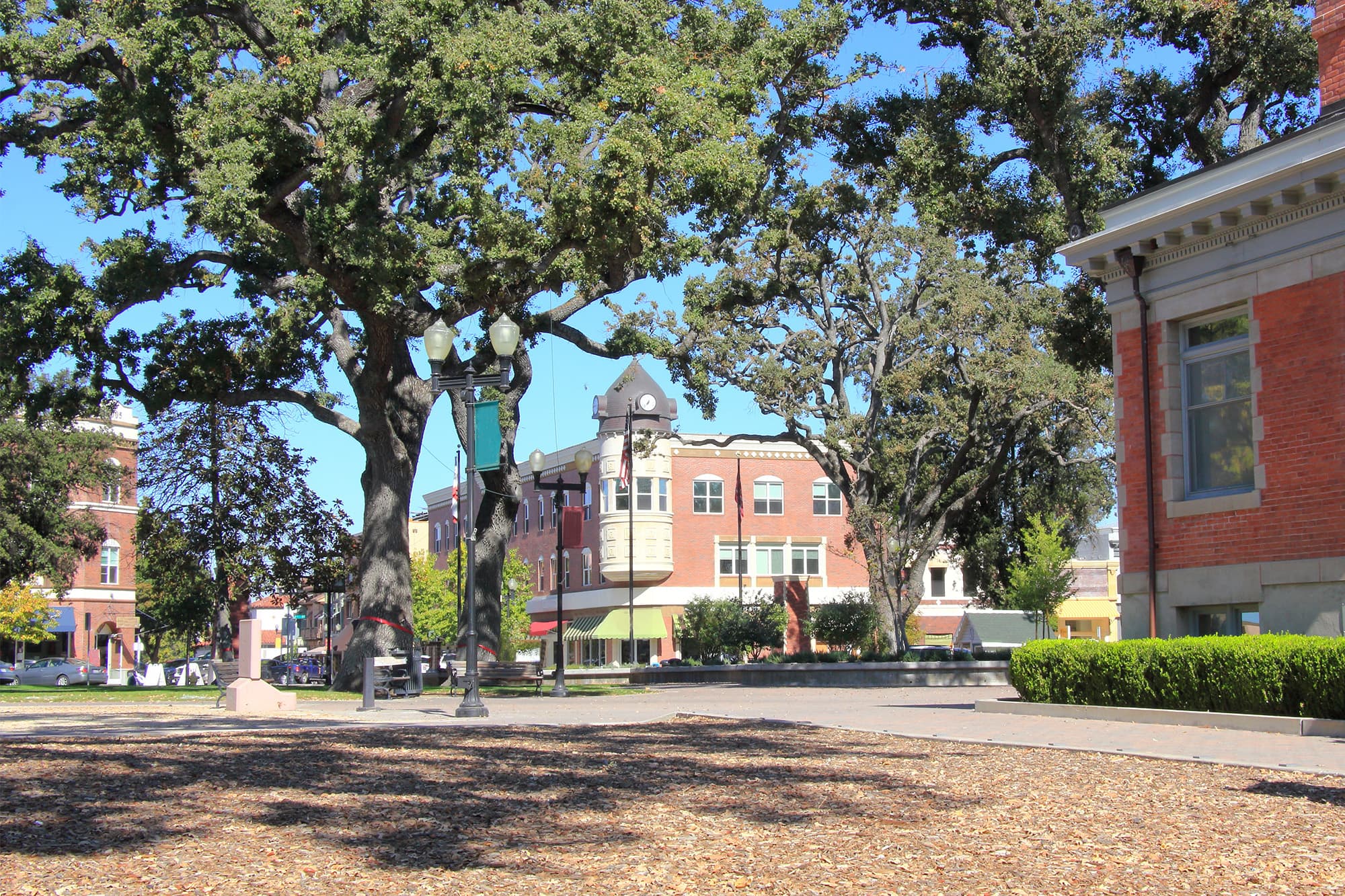 Large trees beside a downtown Paso Robles California street lined with brick buildings.