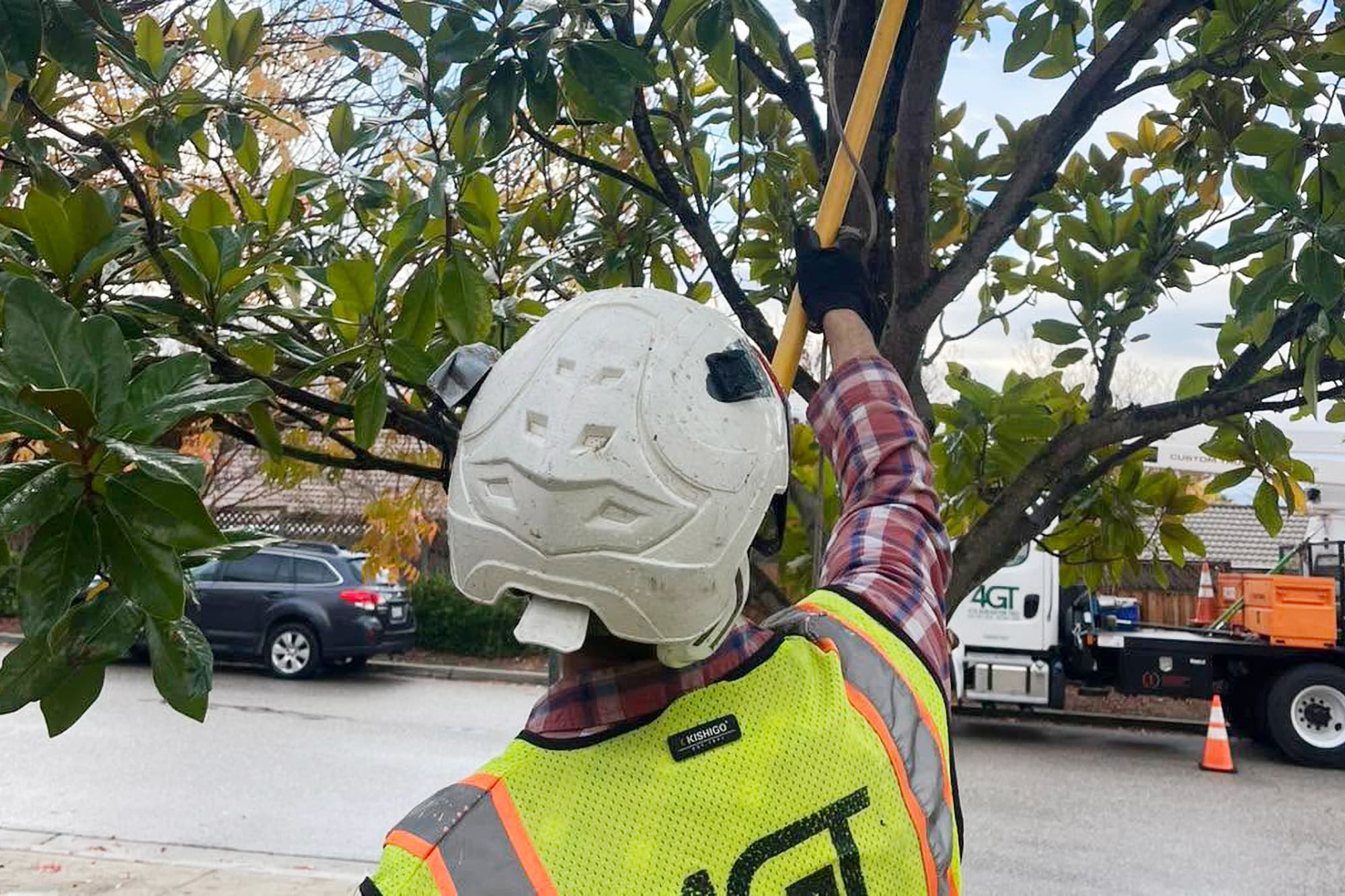 Worker using long-handled pruning shears on a street tree.