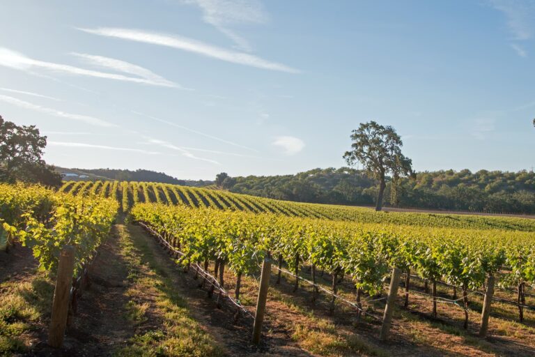 Rows of grapevines across a sunlit field beneath a blue sky near Paso Robles California.