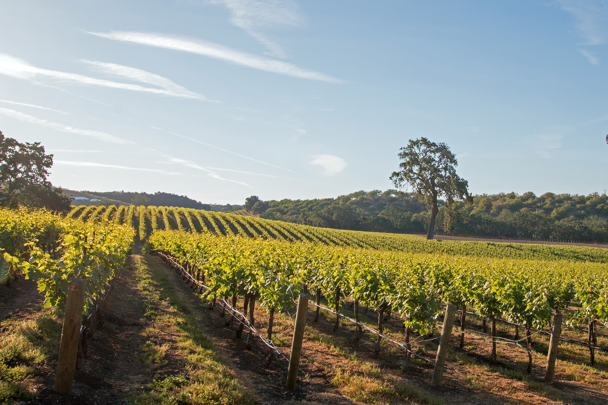 Rows of grapevines across a sunlit field beneath a blue sky near Paso Robles California.