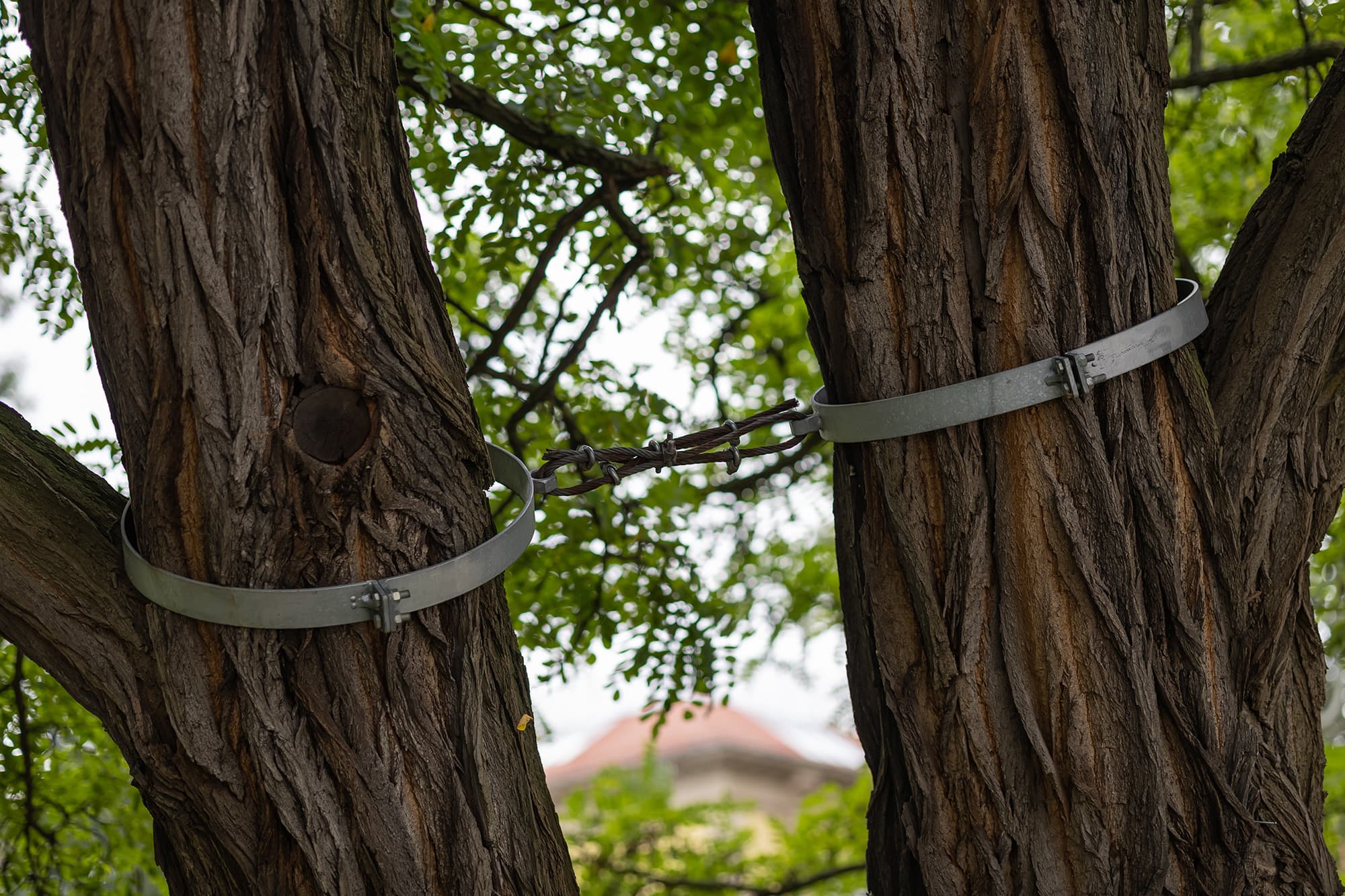 Metal bands and a cable connecting two tree trunks