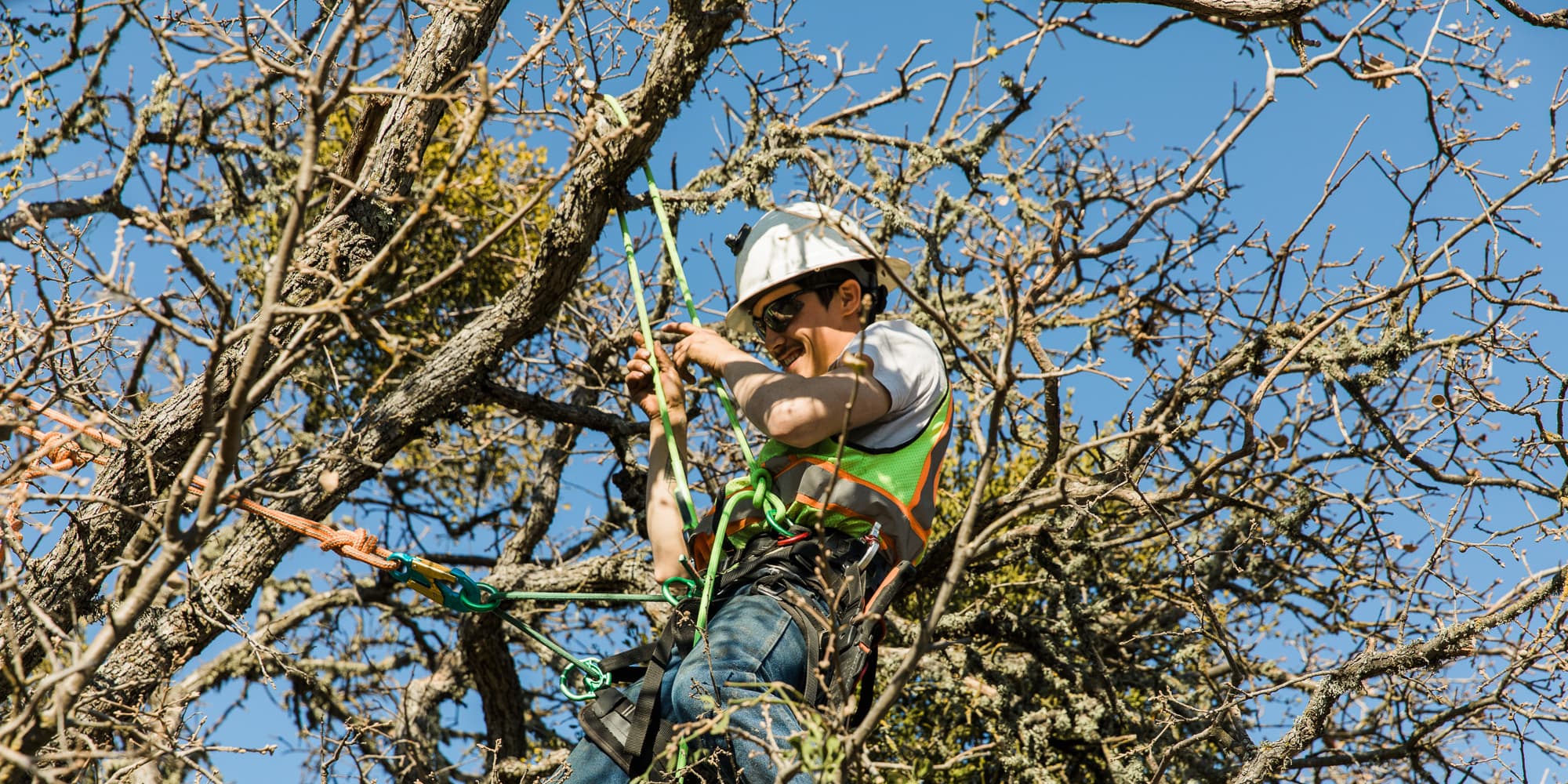 Worker secured with climbing ropes among tree branches.