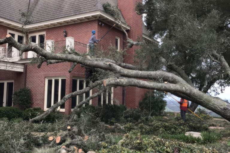 Workers beside a fallen tree leaning against a brick house.