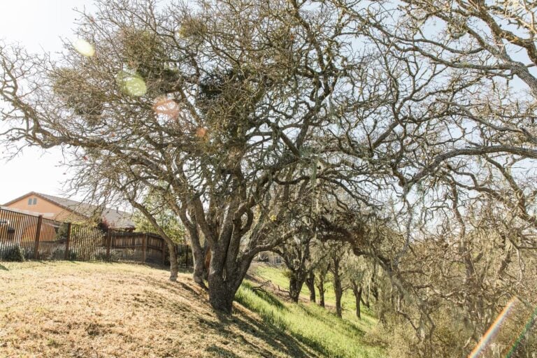 Mature tree growing on a grassy slope beside a fence.