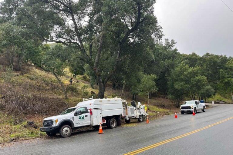 Tree-service trucks and traffic cones beside a wooded roadside slope.