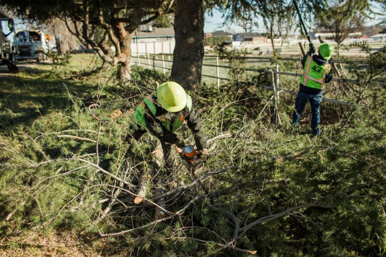 Workers cutting and gathering branches beneath roadside trees.
