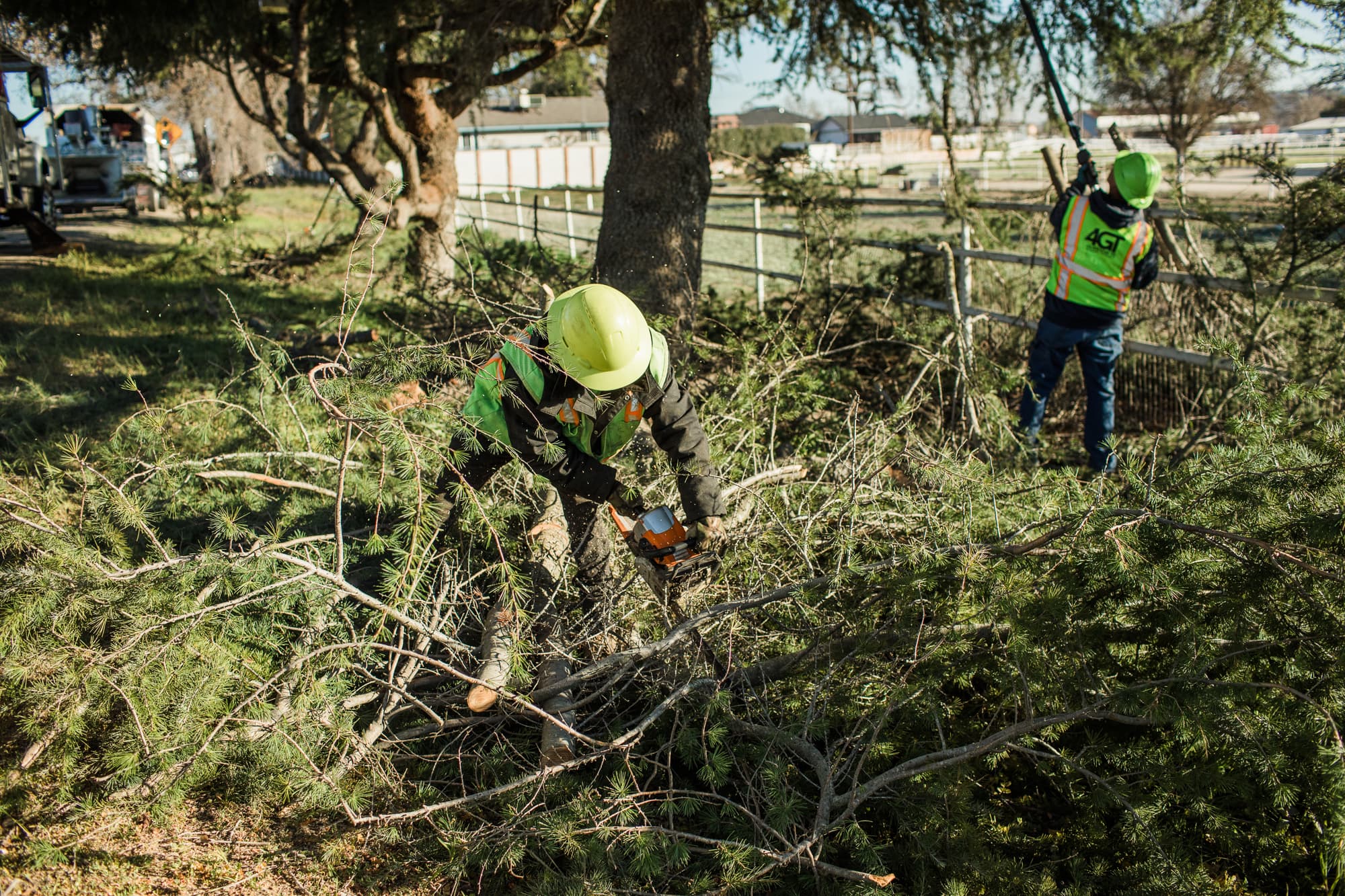 Workers cutting and gathering branches beneath roadside trees.
