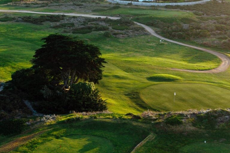 Golf course with a putting green, winding path, and large tree.