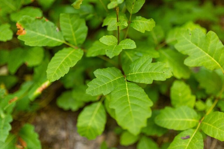 Poison oak leaves growing in clusters of three.
