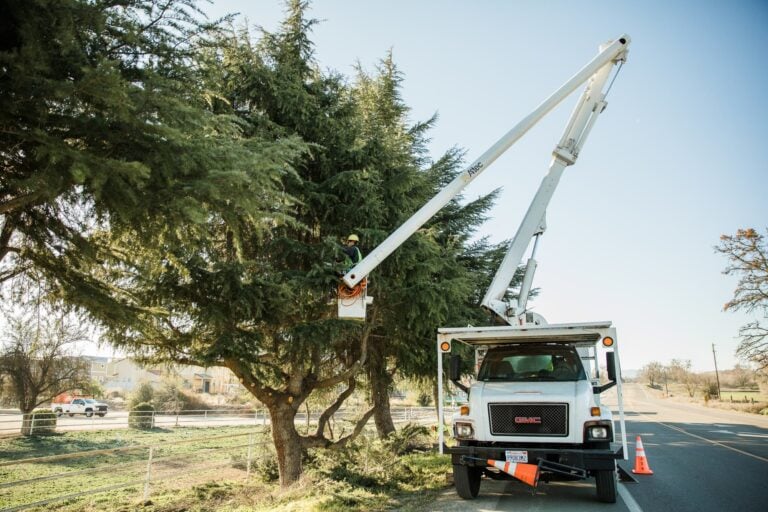 Worker in a raised bucket lift beside a roadside tree and work truck.