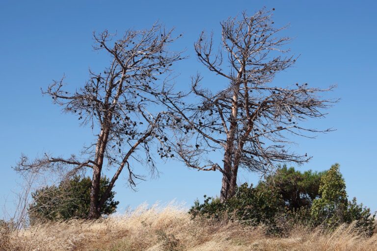 Two trees with sparse foliage on a dry grassy slope.