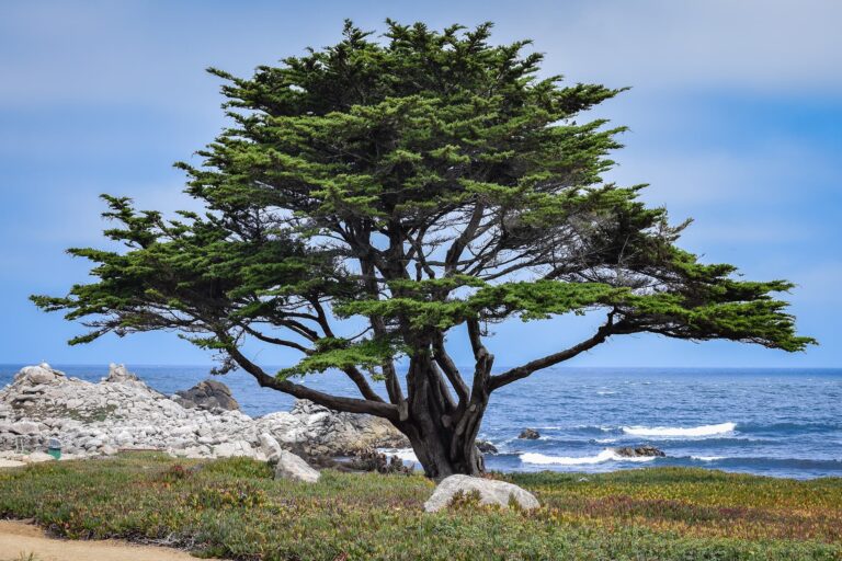 Broad-canopied tree growing on a rocky shore beside the ocean.