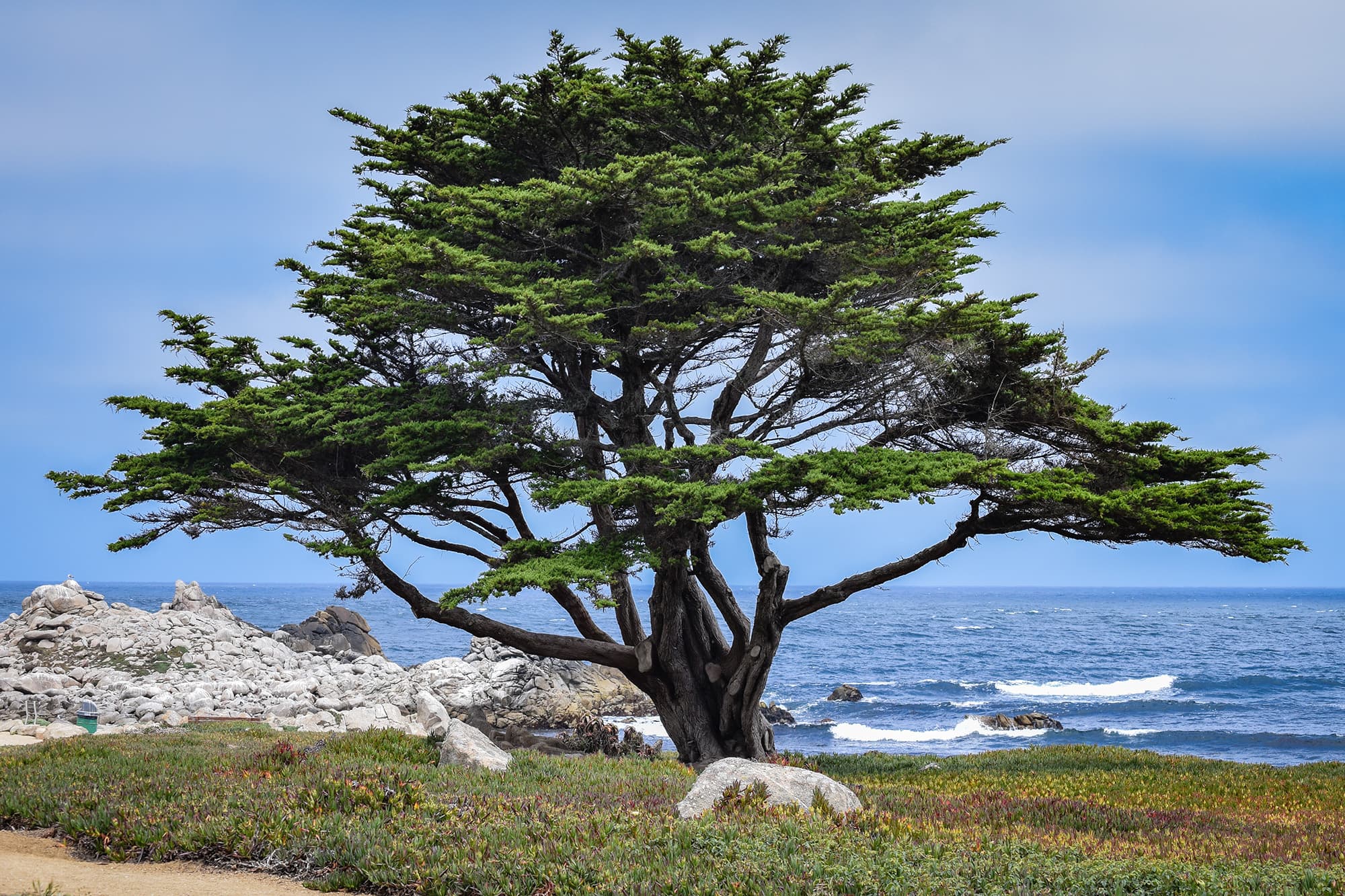 Broad-canopied tree growing on a rocky shore beside the ocean.