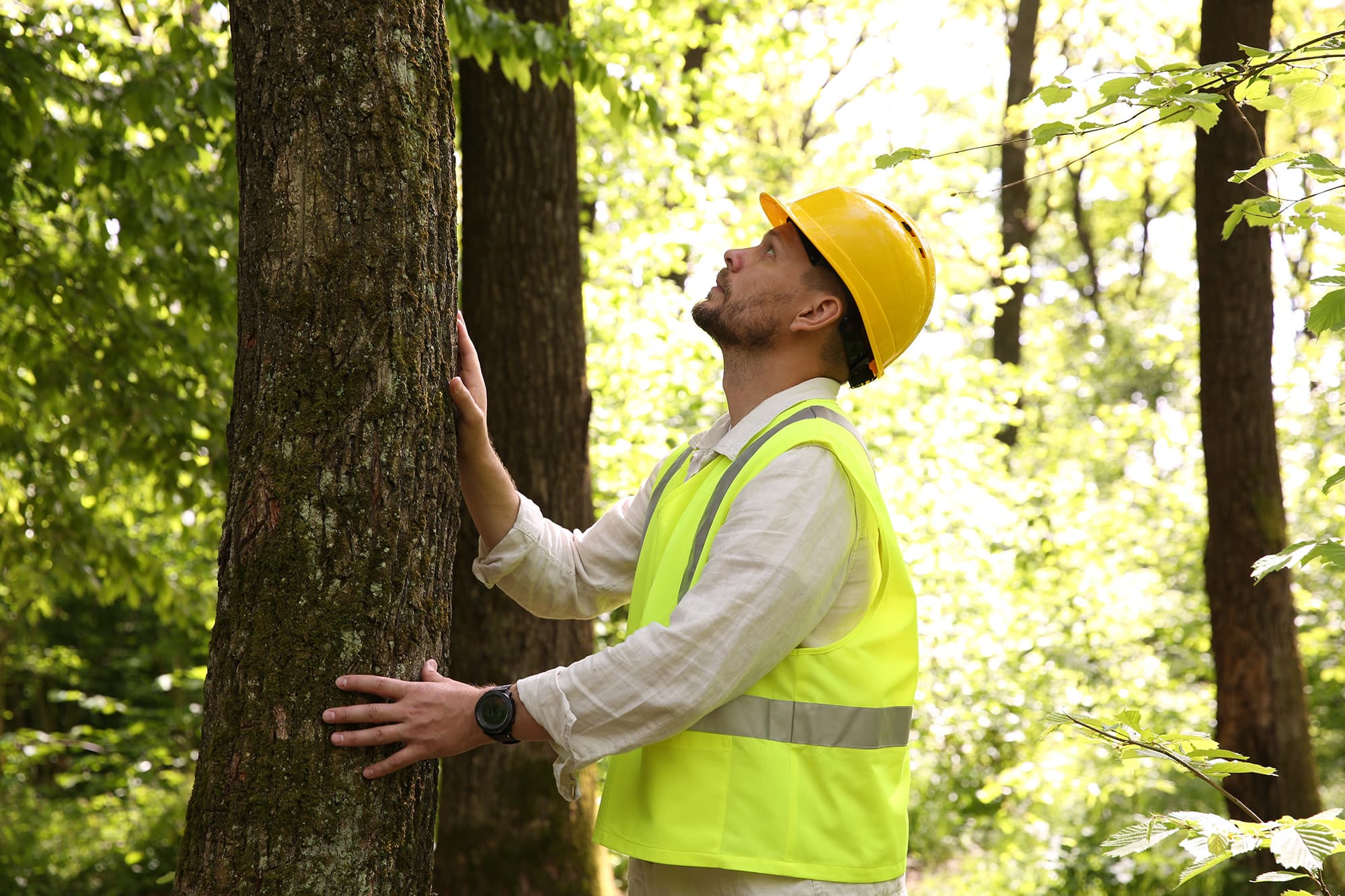 Worker in a hard hat looking up a tree while touching its trunk.