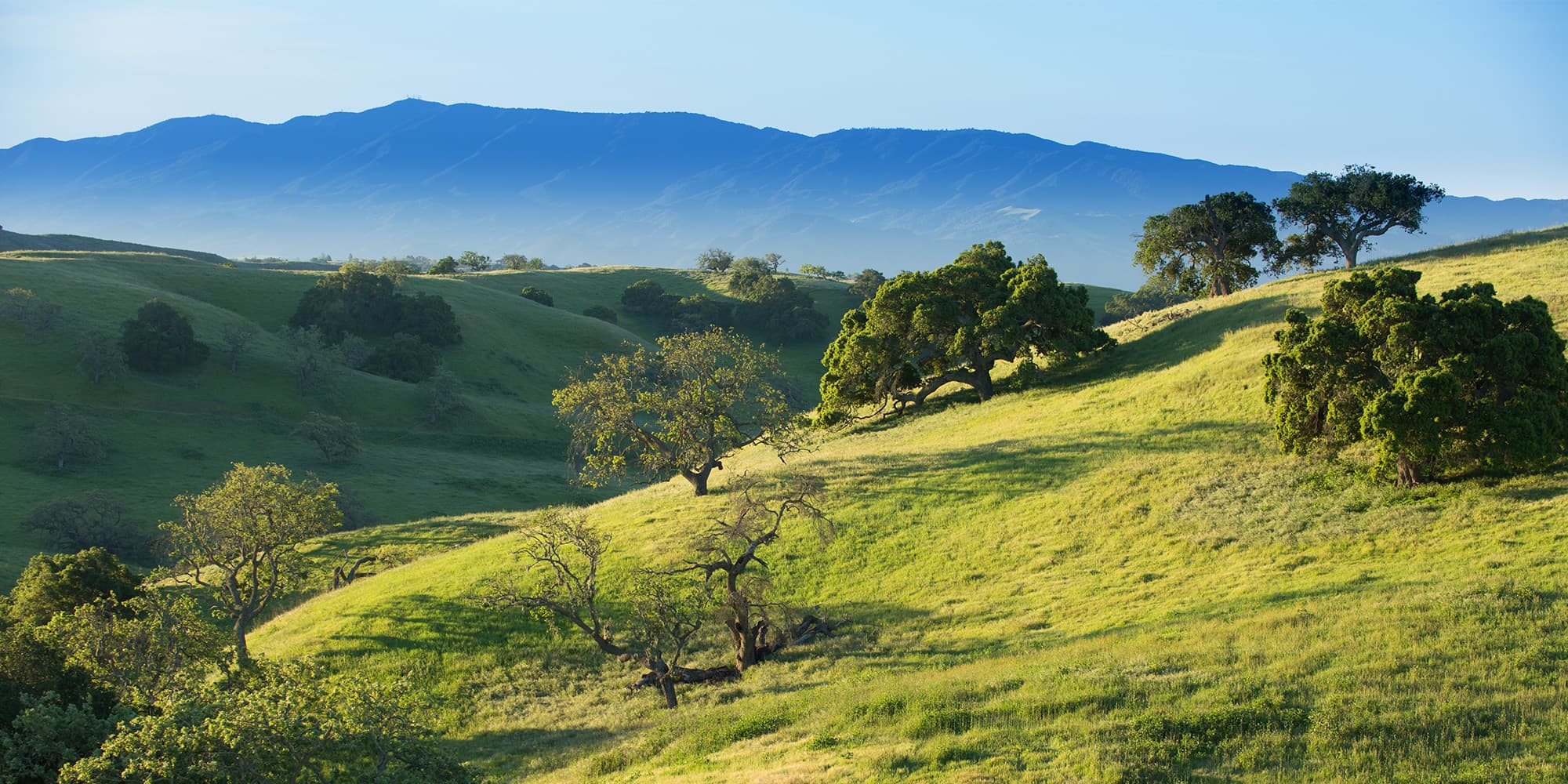 Sunlit green hills dotted with trees below a distant mountain ridge in Santa Barbara County California.