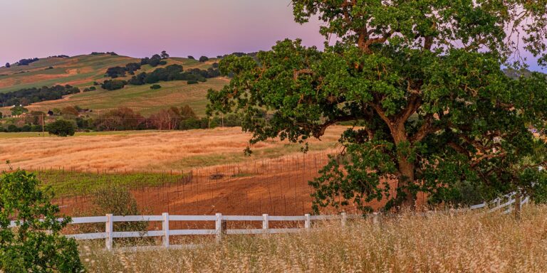 Tree beside a white fence overlooking fields and rolling hills at dusk in San Luis Obispo County California.
