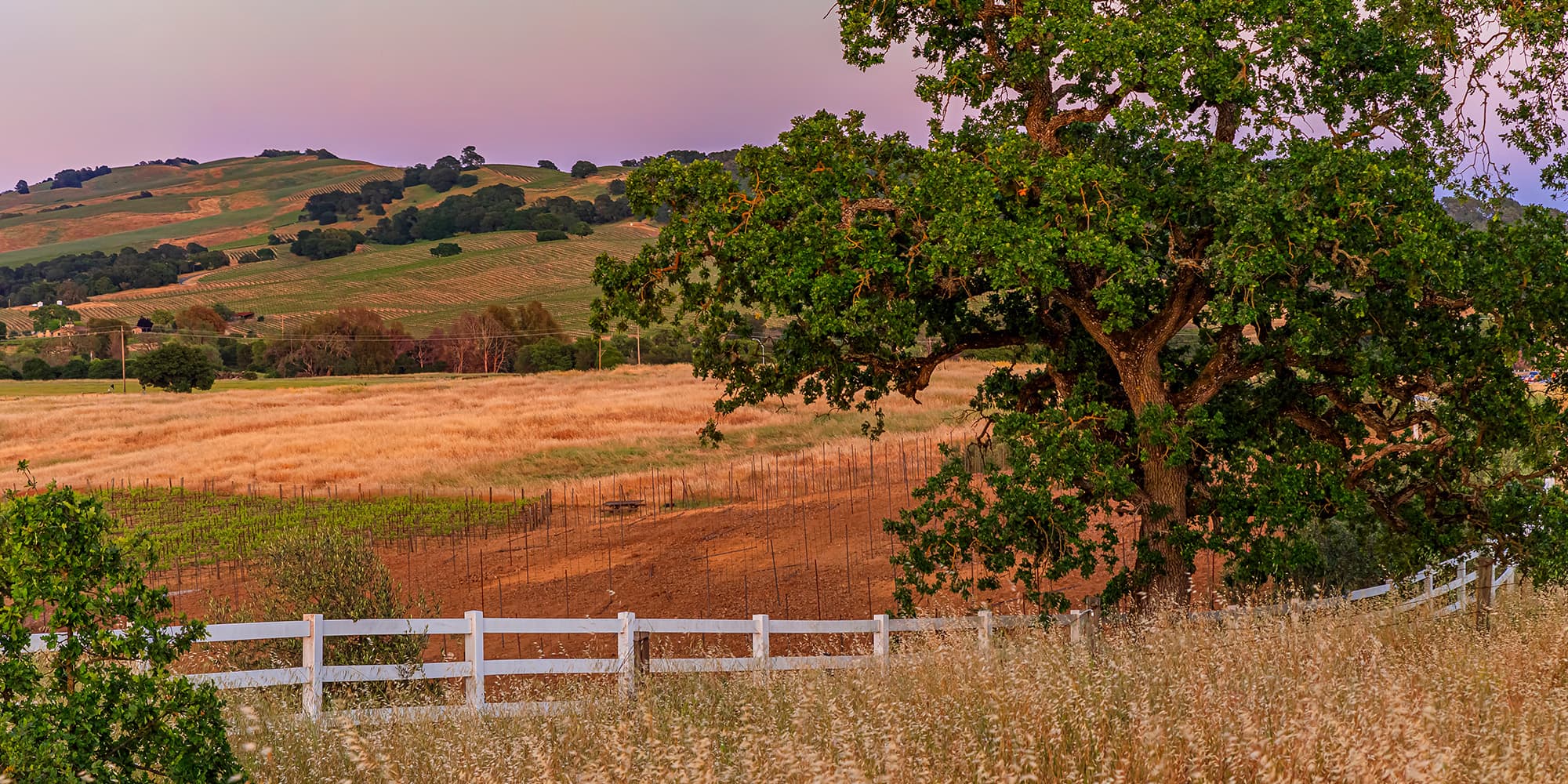 Tree beside a white fence overlooking fields and rolling hills at dusk in San Luis Obispo County California.