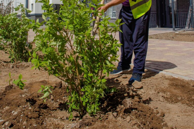 Worker planting a tree in a soil bed beside a paved walkway.