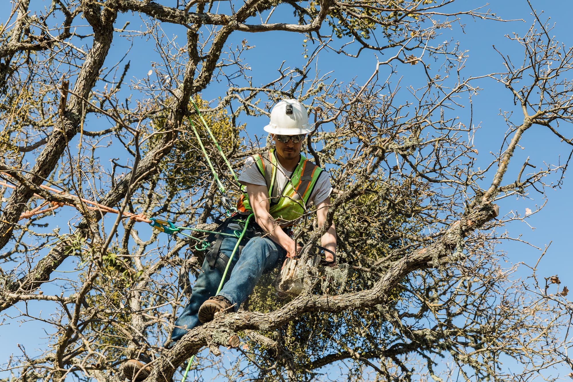 Worker wearing a climbing harness using chainsaw among tree branches.