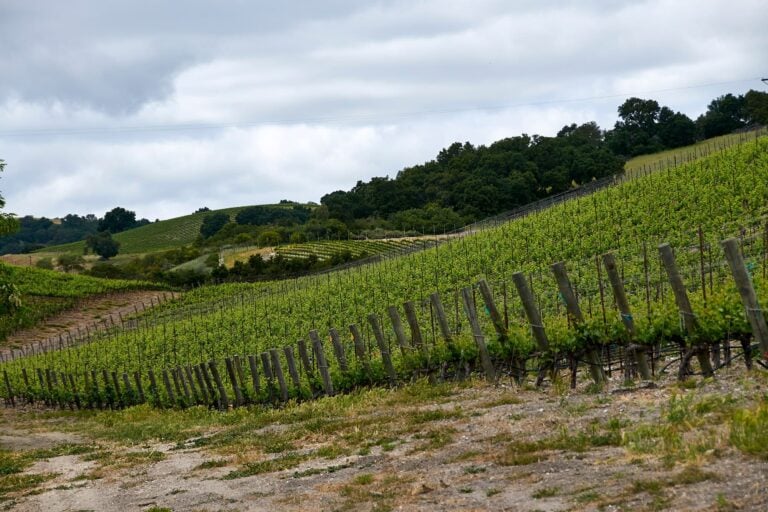Rows of grapevines covering a hillside beneath a cloudy sky.