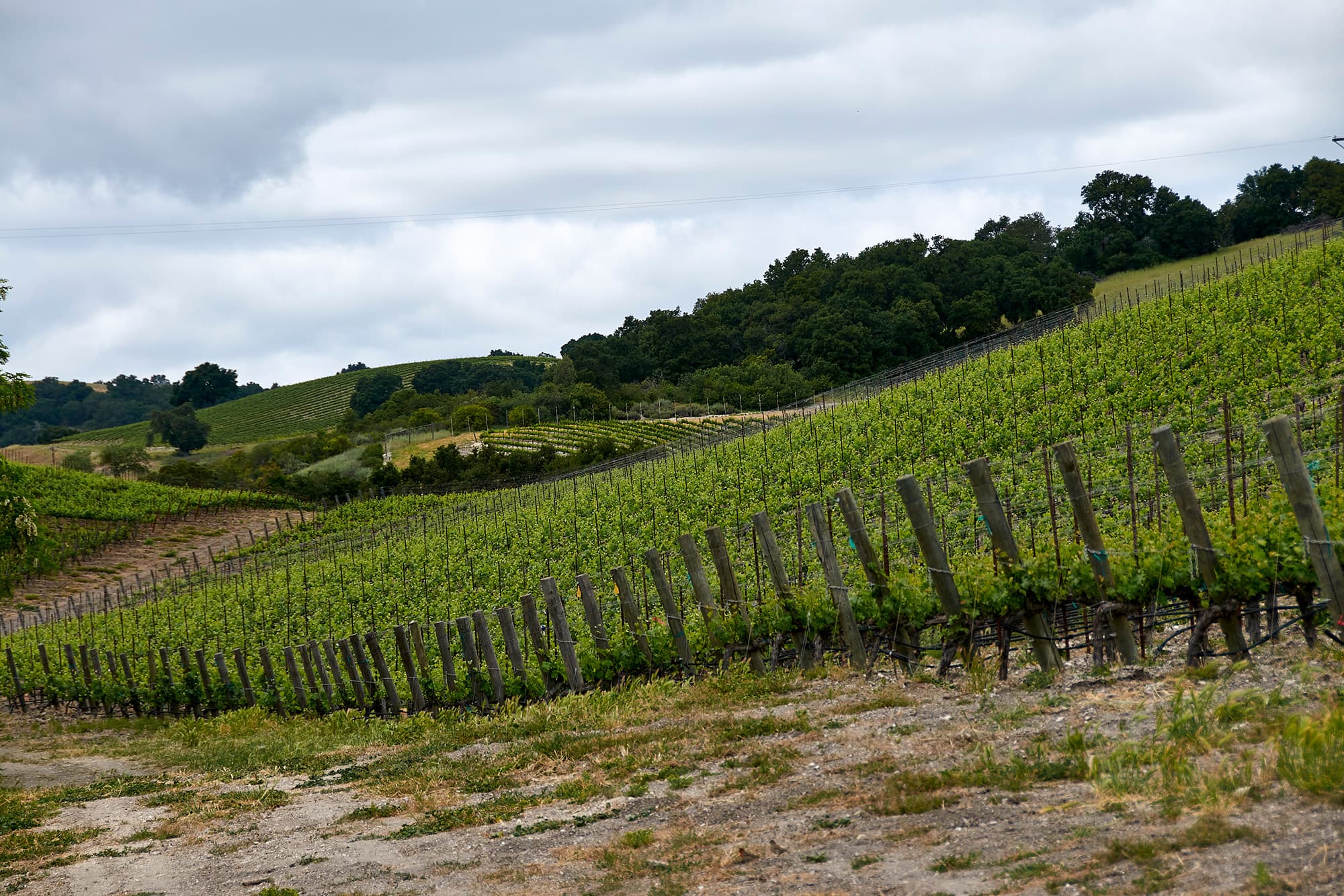 Rows of grapevines covering a hillside beneath a cloudy sky.